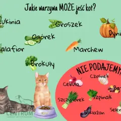 Owoce dla kota: Co bezpieczne, a co śmiertelnie groźne?