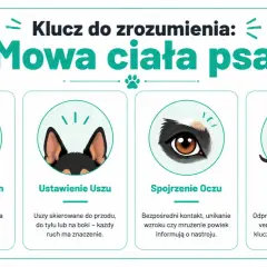 Mowa ciała psa: ogon, uszy, oczy i postawa. Ruchy ogona i jego pozycja sygnalizują emocje od radości po niepewność.