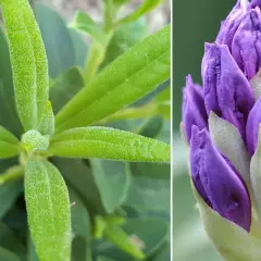 Zielony rododendron z pąkami kwiatów w kolorze fioletowym. Czekamy na moment, kiedy rododendron kiedy kwitnie, by podziwiać jego piękno.