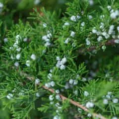 Ramas verdes de enebro con pequeñas bayas blancas, donde se produce el polen.