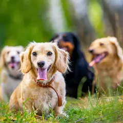Grupo de perros pequeños para casa, sentados en la hierba, con el hocico hacia adelante y la lengua fuera.