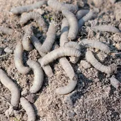 Un groupe de gros vers blancs se tortillent dans la terre meuble, prêts à dévorer les racines.