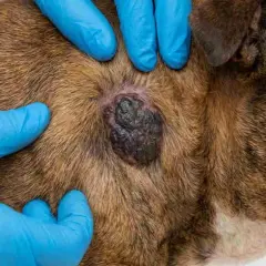Manos enguantadas examinan un bulto oscuro en el pelaje de un perro, posible indicio de cáncer de piel en perros.