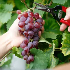 Eine Hand hält eine reife Traube, während eine Schere angesetzt wird. So wachsen Weintrauben – von der Blüte zur Ernte.