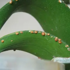 Piccole cocciniglie marroni infestano le foglie verdi di una pianta, formando una linea lungo il bordo.