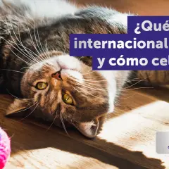 Gato tumbado boca arriba, listo para celebrar el Día del Gato. Un juguete de lana rosa y azul a su lado.