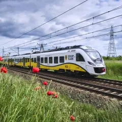 Nowy pociąg Newag Impuls Kolei Dolnośląskich mija pole maków pod burzowym niebem.
