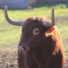 Toro bravo de pelaje castaño, con cuernos curvados y un número de identificación en la oreja. miguel reta, listo para la acción.
