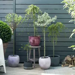 Urocze drzewka na balkon w ozdobnych donicach, tworzące zieloną oazę.