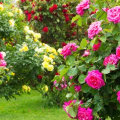 Kwitnące krzewy róż w odcieniach różu, żółci i czerwieni. Czy można przesadzać róże w czasie kwitnienia? Warto poczekać do jesieni.