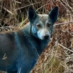Psy z niebieskimi oczami - skąd się biorą i kiedy sprawdzić zdrowie?