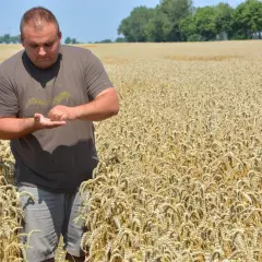 Rolnik w polu pszenicy sprawdza kłosy.