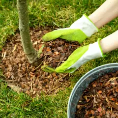 Ręce w zielonych rękawiczkach sypią korę pod młodą tuję. To idealny materiał, by zadbać o jej korzenie.