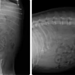 Radiografías de abdomen de perro mostrando signos de peritonitis, con líquido libre y posible inflamación intestinal.