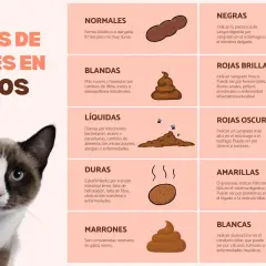 Un gato con ojos azules mira la cámara. La imagen muestra los tipos de heces en gatos, incluyendo heces líquidas que indican que mi gato tiene diarrea.
