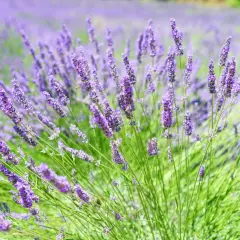 Ein Feld voller duftendem Lavendel, das zum tiefen lavendel schlaf einlädt. Bienen summen zwischen den violetten Blüten.