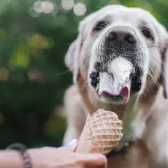 Czy pies może jeść lody? Dowiedz się, co jest bezpieczne dla psa