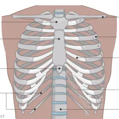 Anatomia klatki piersiowej z zaznaczonymi żebrami i mostkiem. Ilustracja pokazuje, jak długo boli złamane żebro, odczuwając ból przy każdym ruchu.