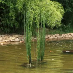 Deux touffes de prêle du Japon émergent d'une eau calme, bordée de galets et de végétation luxuriante.
