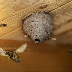 Oto jak wygląda szerszeń: kilka owadów krąży wokół swojego szarego gniazda, przyczepionego do drewnianego sufitu.