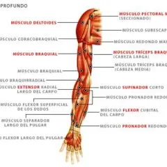 Todo sobre el músculo supinador: anatomía, función y lesiones comunes