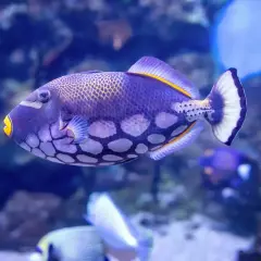 Un pez ballesta morado con manchas blancas y amarillas nada en un acuario azul.