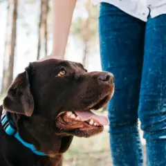 Un perro chocolate con collar azul recibe caricias en la cabeza. Aprender como educar a un perro es clave para una buena convivencia.
