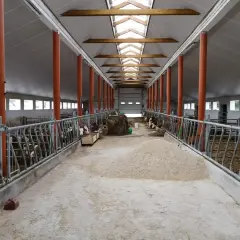 Jasna, przestronna obora z rzędami pomarańczowych słupów i metalowymi barierami. W boksach widać krowy, a na podłodze siano i paszę.