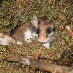 Ein Bilch mit buschigem Schwanz und großen Augen lugt neugierig aus seinem Moosnest. Was sind Bilche? Kleine, nachtaktive Säugetiere.
