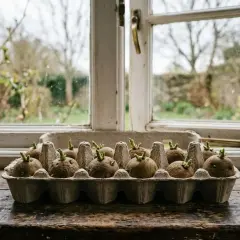 Keimende Kartoffeln in einem Eierkarton warten darauf, gepflanzt zu werden. Der Frühling naht und die Vorfreude auf die Ernte steigt.