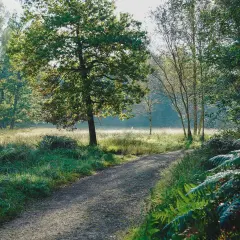 Ein sonniger Weg führt durch die Ohligser Heide, vorbei an hohen Bäumen und üppigem Grün.