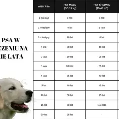 Tabela pokazuje, jak się liczy wiek psa w ludzkich latach, zależnie od jego wielkości.