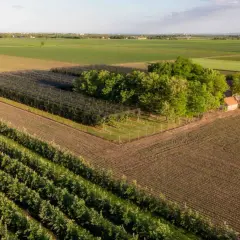 Rozległe pole uprawne z rzędami młodych drzewek, osłoniętych siatką, obok zagajnika i małego domku. Całość zajmuje kilka akr.