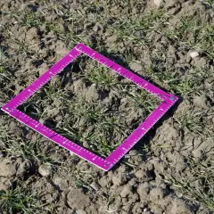 Fioletowa ramka z podziałką na polu, gdzie widać młode źdźbła pszenicy ozimej.