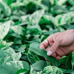 Mano che accarezza le foglie variegate di una pothos pianta, un verde lussureggiante che riempie l'inquadratura.