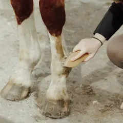 Osoba szczotkuje nogi konia, dbając o jego kopyta.
