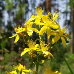 Ein Strauß leuchtend gelber Blüten, die dem Johanniskraut (botanischer Name: Hypericum perforatum) ähneln, blüht im Sonnenlicht.