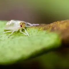 Mały, przezroczysty owad z czerwonymi oczami, przypominający przędziorka białego, siedzi na zielonym liściu.
