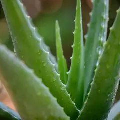 Zielone, soczyste liście aloesu z drobnymi kolcami po bokach. Woda na liściach sugeruje, jak rozpoznać aloes leczniczy po jego świeżości.