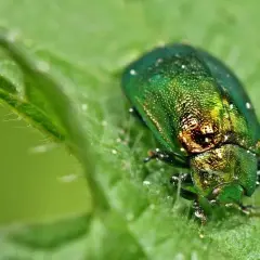 Plaga owadów: Jak skutecznie zwalczać i radzić sobie z problemem?