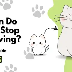 Learn when do cats stop growing with this complete guide. Features a cute kitten and a larger cat.
