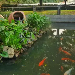Un bassin avec bâche abrite des poissons rouges et des plantes aquatiques luxuriantes, avec deux grandes jarres en terre cuite en arrière-plan.
