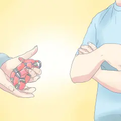 Una mano sostiene una serpiente de leche, con sus anillos rojos, negros y blancos visibles. Otra persona, con los brazos cruzados, observa.