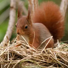 Ein Eichhörnchen sitzt in seinem Kobel, einem Nest aus Zweigen und Gras.