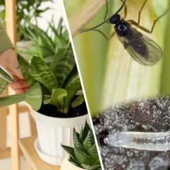 Podlewane rośliny i larwa ziemiórki w ziemi. Nicienie na ziemiórki to naturalny sposób walki ze szkodnikami.
