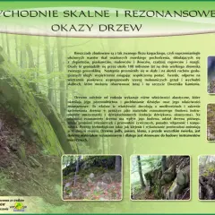 Ekomuzeum w krainie Bojków: skalne okazy drzew i ich akustyczne właściwości. Jaszczurka i zaskroniec w naturalnym środowisku.