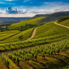 Grüne Weinberge schlängeln sich über Hügel, die an die berühmte Barolo Rebsorte erinnern. Ein Weg führt durch das satte Grün.