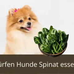 Ein Pomeranian-Hund schaut neugierig auf eine Schüssel frischen Spinat. Die Frage "Dürfen Hunde Spinat essen?" wird gestellt.
