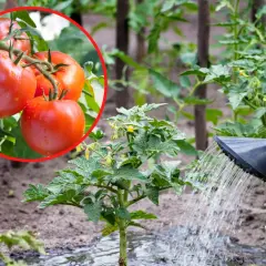 Dojrzałe pomidory w okręgu i młoda roślina pomidora podlewana konewką.