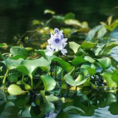 Une jacinthe d'eau interdite, avec ses feuilles rondes et sa fleur violette, flotte sur l'eau sombre.